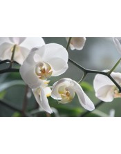 FRAGRANCE - Vanilla Orchid